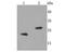 BCL2 Interacting Protein 3 antibody, NBP2-67192, Novus Biologicals, Western Blot image 