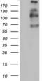 Thyroglobulin antibody, LS-C339047, Lifespan Biosciences, Western Blot image 