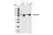 TLE Family Member 1, Transcriptional Corepressor antibody, 4681S, Cell Signaling Technology, Western Blot image 