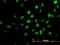 Tripartite Motif Containing 36 antibody, H00055521-M01, Novus Biologicals, Immunocytochemistry image 