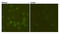 CD19 antibody, STJ99287, St John