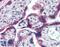 Dynein Axonemal Assembly Factor 4 antibody, 46-834, ProSci, Western Blot image 