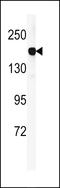 Diacylglycerol Kinase Kappa antibody, LS-C167384, Lifespan Biosciences, Western Blot image 