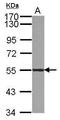 Atlastin GTPase 3 antibody, PA5-32100, Invitrogen Antibodies, Western Blot image 