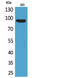 CUB Domain Containing Protein 1 antibody, A02411, Boster Biological Technology, Western Blot image 