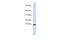 C-X-C Motif Chemokine Ligand 9 antibody, 27-218, ProSci, Western Blot image 