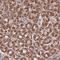 Proline Rich 7, Synaptic antibody, NBP2-13815, Novus Biologicals, Immunohistochemistry frozen image 