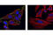 Paxillin antibody, 2541S, Cell Signaling Technology, Immunofluorescence image 