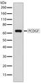 Granulin Precursor antibody, 710191, Invitrogen Antibodies, Western Blot image 