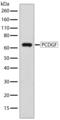 Granulin Precursor antibody, 710191, Invitrogen Antibodies, Western Blot image 