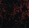 Presenilin Enhancer, Gamma-Secretase Subunit antibody, PA5-20302, Invitrogen Antibodies, Immunofluorescence image 