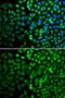 DNA-(apurinic or apyrimidinic site) lyase antibody, GTX32451, GeneTex, Immunocytochemistry image 