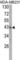 Ubiquitin Specific Peptidase 12 antibody, abx031548, Abbexa, Western Blot image 