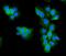 Aldolase, Fructose-Bisphosphate A antibody, A05022-3, Boster Biological Technology, Immunofluorescence image 