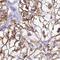 Acyl-CoA Synthetase Medium Chain Family Member 2A antibody, HPA057699, Atlas Antibodies, Immunohistochemistry frozen image 