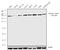 Spectrin Beta, Non-Erythrocytic 4 antibody, 711584, Invitrogen Antibodies, Western Blot image 