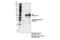 Gasdermin D antibody, 36425S, Cell Signaling Technology, Immunoprecipitation image 