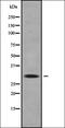 G Protein Signaling Modulator 1 antibody, orb338335, Biorbyt, Western Blot image 