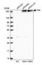 Translocated Promoter Region, Nuclear Basket Protein antibody, PA5-54048, Invitrogen Antibodies, Western Blot image 