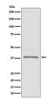Podoplanin antibody, M01124-2, Boster Biological Technology, Western Blot image 