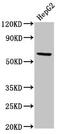 TOR antibody, CSB-PA020071LA01HU, Cusabio, Western Blot image 