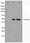 Branched Chain Keto Acid Dehydrogenase Kinase antibody, TA347524, Origene, Western Blot image 