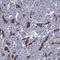 FA Core Complex Associated Protein 20 antibody, PA5-58555, Invitrogen Antibodies, Immunohistochemistry frozen image 