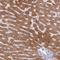 Hydroxysteroid 11-Beta Dehydrogenase 1 antibody, NBP2-48879, Novus Biologicals, Immunohistochemistry frozen image 