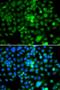Nucleosome Assembly Protein 1 Like 3 antibody, LS-C346280, Lifespan Biosciences, Immunofluorescence image 