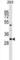 Ankyrin Repeat And SOCS Box Containing 7 antibody, abx029972, Abbexa, Western Blot image 