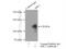 ABL Proto-Oncogene 2, Non-Receptor Tyrosine Kinase antibody, 17693-1-AP, Proteintech Group, Immunoprecipitation image 