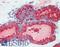 Kallikrein Related Peptidase 3 antibody, LS-B3470, Lifespan Biosciences, Immunohistochemistry paraffin image 
