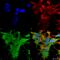 Dicer 1, Ribonuclease III antibody, 12532, QED Bioscience, Immunocytochemistry image 