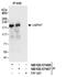 Ubiquitin Specific Peptidase 47 antibody, NB100-57487, Novus Biologicals, Immunoprecipitation image 