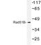 RAD51 Paralog B antibody, LS-C177051, Lifespan Biosciences, Western Blot image 