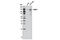 Nuclear Factor Of Activated T Cells 1 antibody, 8032S, Cell Signaling Technology, Western Blot image 