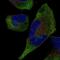 Tripartite Motif Containing 9 antibody, PA5-65302, Invitrogen Antibodies, Immunofluorescence image 