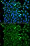 E3 ubiquitin-protein ligase RNF125 antibody, orb373897, Biorbyt, Immunofluorescence image 