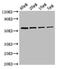 Glycerol Kinase antibody, LS-C316752, Lifespan Biosciences, Western Blot image 