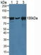 Catenin Alpha 1 antibody, LS-C372915, Lifespan Biosciences, Western Blot image 
