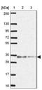 Lysophosphatidic Acid Receptor 4 antibody, NBP2-33757, Novus Biologicals, Western Blot image 