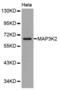 Mitogen-Activated Protein Kinase Kinase Kinase 2 antibody, abx002035, Abbexa, Western Blot image 