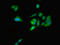 G Protein Nucleolar 1 (Putative) antibody, LS-C396013, Lifespan Biosciences, Immunofluorescence image 