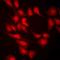 Lysine Methyltransferase 2E antibody, LS-C668800, Lifespan Biosciences, Immunofluorescence image 