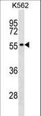 DNA-directed RNA polymerase I subunit RPA49 antibody, LS-C163847, Lifespan Biosciences, Western Blot image 