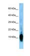 Neurogranin antibody, orb329753, Biorbyt, Western Blot image 