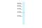 Claudin 15 antibody, GTX47760, GeneTex, Western Blot image 