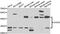 Coenzyme Q3, Methyltransferase antibody, LS-C349166, Lifespan Biosciences, Western Blot image 