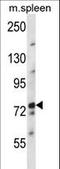 Nuclear FMR1 Interacting Protein 2 antibody, LS-C163063, Lifespan Biosciences, Western Blot image 