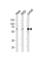 Histone Deacetylase 1 antibody, abx034835, Abbexa, Western Blot image 